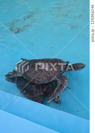 むろと廃校水族館のプールで泳ぐウミガメ むろと廃校水族館のプールで泳ぐウミガメ 126868246