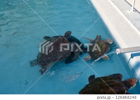 むろと廃校水族館のプールで泳ぐウミガメ むろと廃校水族館のプールで泳ぐウミガメ 126868248
