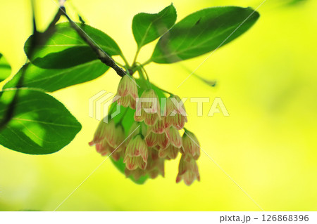 新緑を背景にサラサドウダンの小さな可愛い花たち 126868396