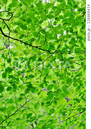 光を透過した緑葉（飯石郡飯南町） 126868414