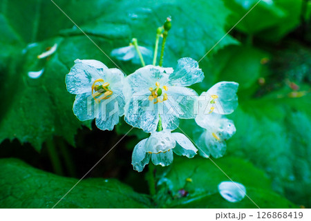 雨とサンカヨウの花びら 雨とサンカヨウの花びら 126868419