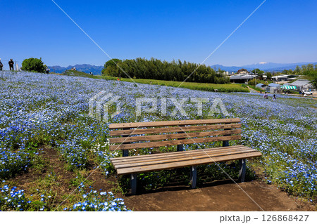 ベンチと花畑 126868427