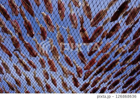 drying squid on the net 126868636