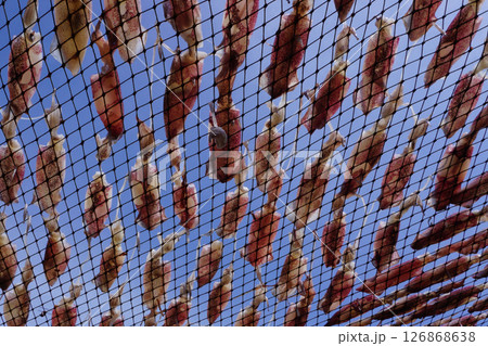 drying squid on the net 126868638