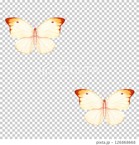 Butterfly, yellowish dark tipped wings, hand-painted watercolor seamless pattern isolated on white. Ideal for wedding invitations, spring stationery, logo design, packaging feminine branding projects 126868668