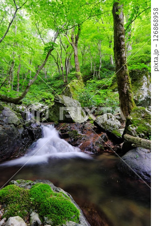 大万木山登山道の森林と渓流（飯石郡飯南町） 126868958