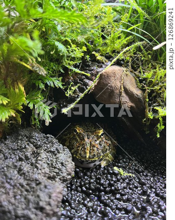 カエル ベルツノガエル ツノガエル 両生類 ペット 爬虫類 生き物観察 カエル ベルツノガエル ツノガエル 両生類 ペット 爬虫類 生き物観察 126869241