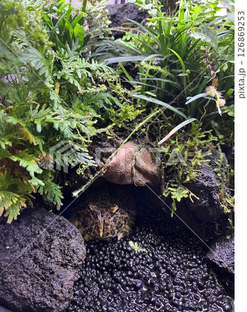 カエル ベルツノガエル ツノガエル 両生類 ペット 爬虫類 生き物観察 カエル ベルツノガエル ツノガエル 両生類 ペット 爬虫類 生き物観察 126869253