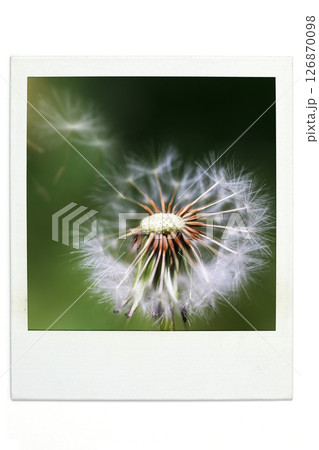 たんぽぽ　ポラ風 126870098