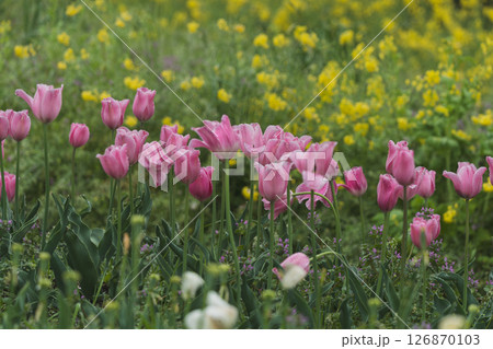 春の野原に咲くピンクのチューリップ 126870103