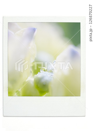 アジサイ　ポラ風 126870227