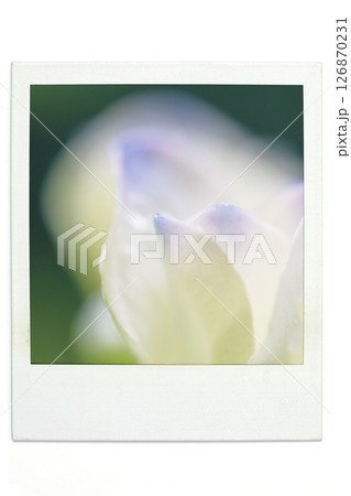 アジサイ　ポラ風 126870231