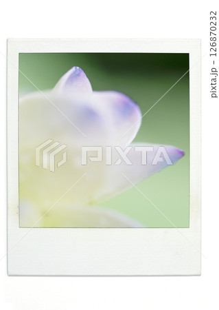 アジサイ　ポラ風 126870232