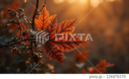 Autumn leaves in vibrant hues cling to a branch, illuminated by the warm glow of a sunset 126870270