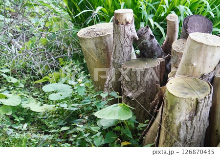 色々なサイズの丸太 126870435