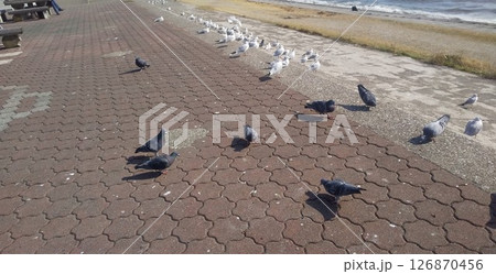 もう直ぐ帰る冬の渡り鳥ユリカモメ もう直ぐ帰る冬の渡り鳥ユリカモメ 126870456