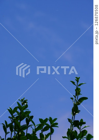 青空に向かってまっすぐ伸びる新芽 青空に向かってまっすぐ伸びる新芽 126870508