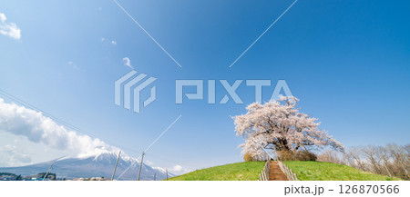 「岩手県」青空に映える満開の為内の一本桜 八幡平市 「岩手県」青空に映える満開の為内の一本桜 八幡平市 126870566