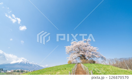 「岩手県」青空に映える満開の為内の一本桜 八幡平市 「岩手県」青空に映える満開の為内の一本桜 八幡平市 126870570