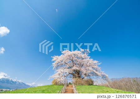 「岩手県」青空に映える満開の為内の一本桜　八幡平市 126870571