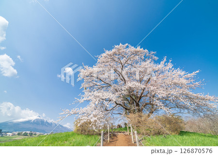 「岩手県」青空に映える満開の為内の一本桜　八幡平市 126870576