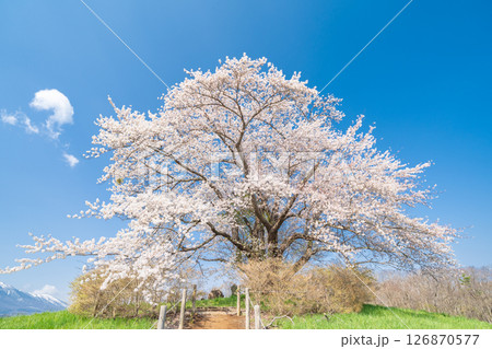 「岩手県」青空に映える満開の為内の一本桜 八幡平市 「岩手県」青空に映える満開の為内の一本桜 八幡平市 126870577