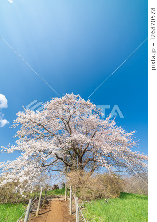 「岩手県」青空に映える満開の為内の一本桜　八幡平市 126870578