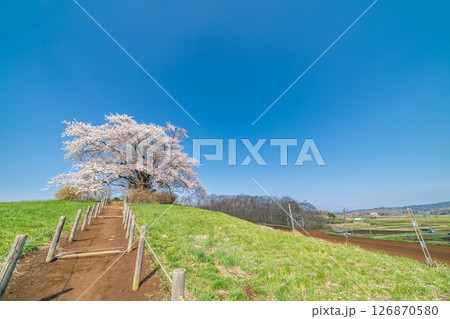 「岩手県」青空に映える満開の為内の一本桜　八幡平市 126870580