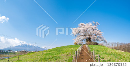 「岩手県」青空に映える満開の為内の一本桜　八幡平市 126870583