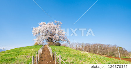 「岩手県」青空に映える満開の為内の一本桜 八幡平市 「岩手県」青空に映える満開の為内の一本桜 八幡平市 126870585