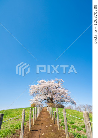 「岩手県」青空に映える満開の為内の一本桜 八幡平市 「岩手県」青空に映える満開の為内の一本桜 八幡平市 126870589