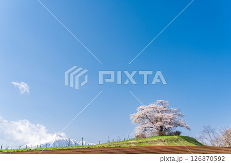 「岩手県」青空に映える満開の為内の一本桜　八幡平市 126870592