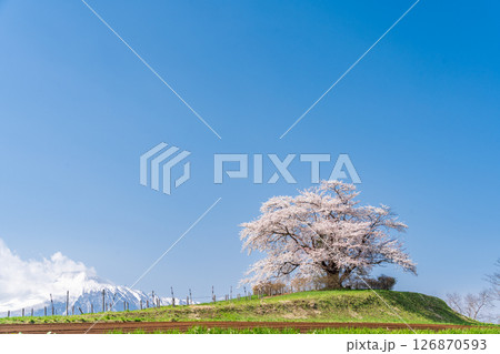 「岩手県」青空に映える満開の為内の一本桜　八幡平市 126870593
