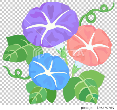 Colorful morning glory illustration vector material 126870765