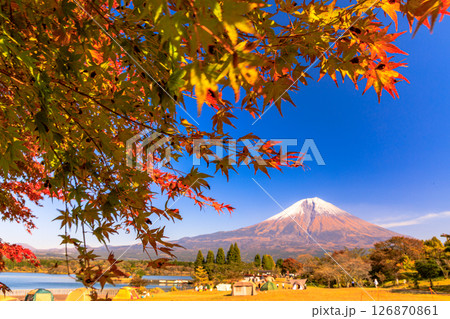 秋のキャンプ場のイメージ　紅葉の田貫湖キャンプ場から望む富士山 126870861