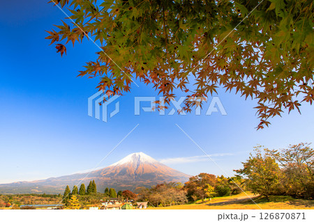 秋のキャンプ場のイメージ 紅葉の田貫湖キャンプ場から望む富士山 秋のキャンプ場のイメージ 紅葉の田貫湖キャンプ場から望む富士山 126870871