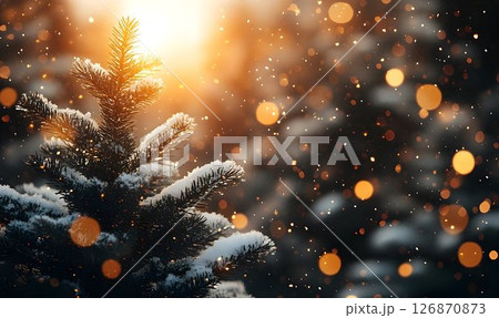 Snow-Dusted Pine Branch in Golden Hour Sunlight 126870873