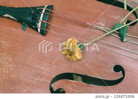 捨てられた弦楽器と枯れたダリアの花 126871006