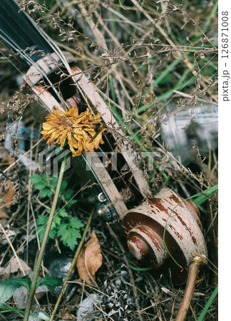 捨てられた弦楽器と枯れたダリアの花 126871008