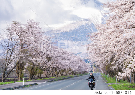 「岩手県」雄大な岩手山を背負う満開の桜並木 八幡平市 「岩手県」雄大な岩手山を背負う満開の桜並木 八幡平市 126871014