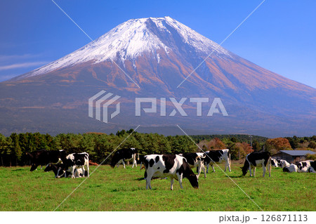 朝霧高原牧場の牛と雄大な富士山の風景　静岡県富士宮市 126871113