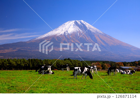 朝霧高原牧場の牛と雄大な富士山の風景　静岡県富士宮市 126871114