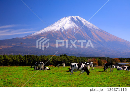 朝霧高原牧場の牛と雄大な富士山の風景　静岡県富士宮市 126871116