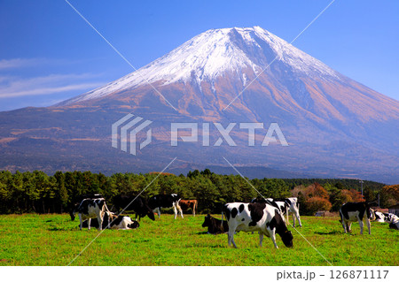 朝霧高原牧場の牛と雄大な富士山の風景　静岡県富士宮市 126871117