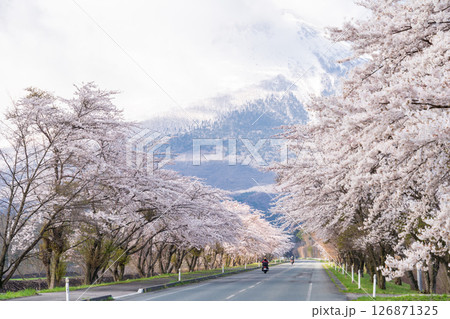 「岩手県」雄大な岩手山を背負う満開の桜並木　八幡平市 126871325