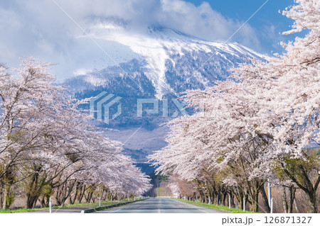 「岩手県」雄大な岩手山を背負う満開の桜並木 八幡平市 「岩手県」雄大な岩手山を背負う満開の桜並木 八幡平市 126871327