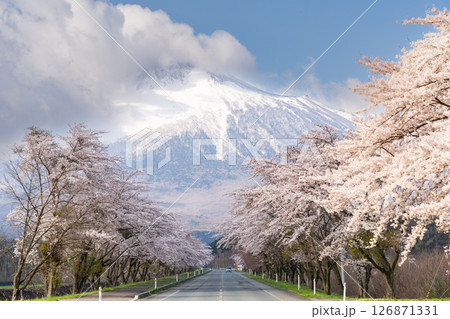 「岩手県」雄大な岩手山を背負う満開の桜並木　八幡平市 126871331
