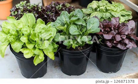 Vibrant Potted Lettuce Varieties Displayed in Black Containers, 126871378
