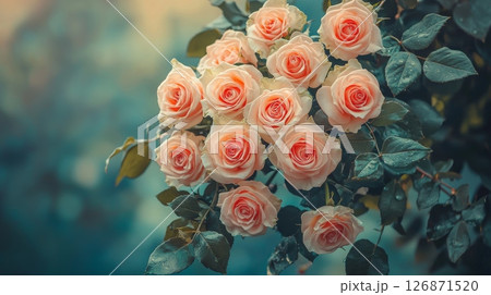 Romantic Peaceful Bouquet of Cascading Pink and White Roses Against Soft Background Romantic Peaceful Bouquet of Cascading Pink and White Roses Against Soft Background 126871520