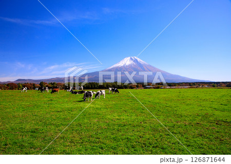 朝霧高原牧場の牛と雄大な富士山の風景 静岡県富士宮市 朝霧高原牧場の牛と雄大な富士山の風景 静岡県富士宮市 126871644